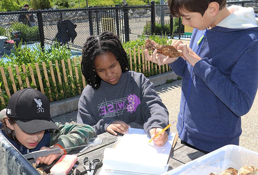 billion oyster project students collecting data