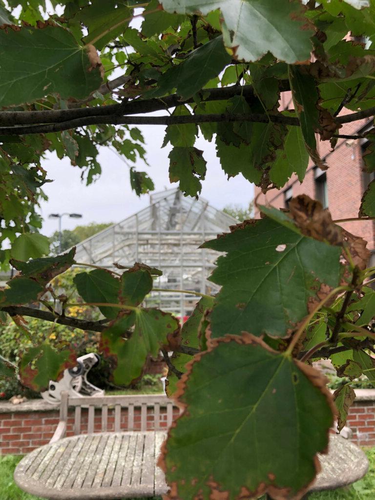 Greenhouse through the leaves by Gavin Mitchell21